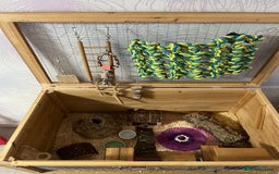 Hamster rodents for sale: Hamster male - Image 6