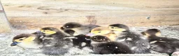 Ducks poultry for sale: Muscovy ducklings  - Advert 1