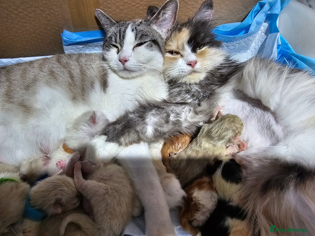 Ragdoll cats for sale: Soo cudly and playfull, two litters! - Advert 31