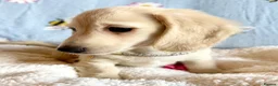 Miniature Dachshund dogs for sale: Cream long haired kc ready to go now - Advert 18