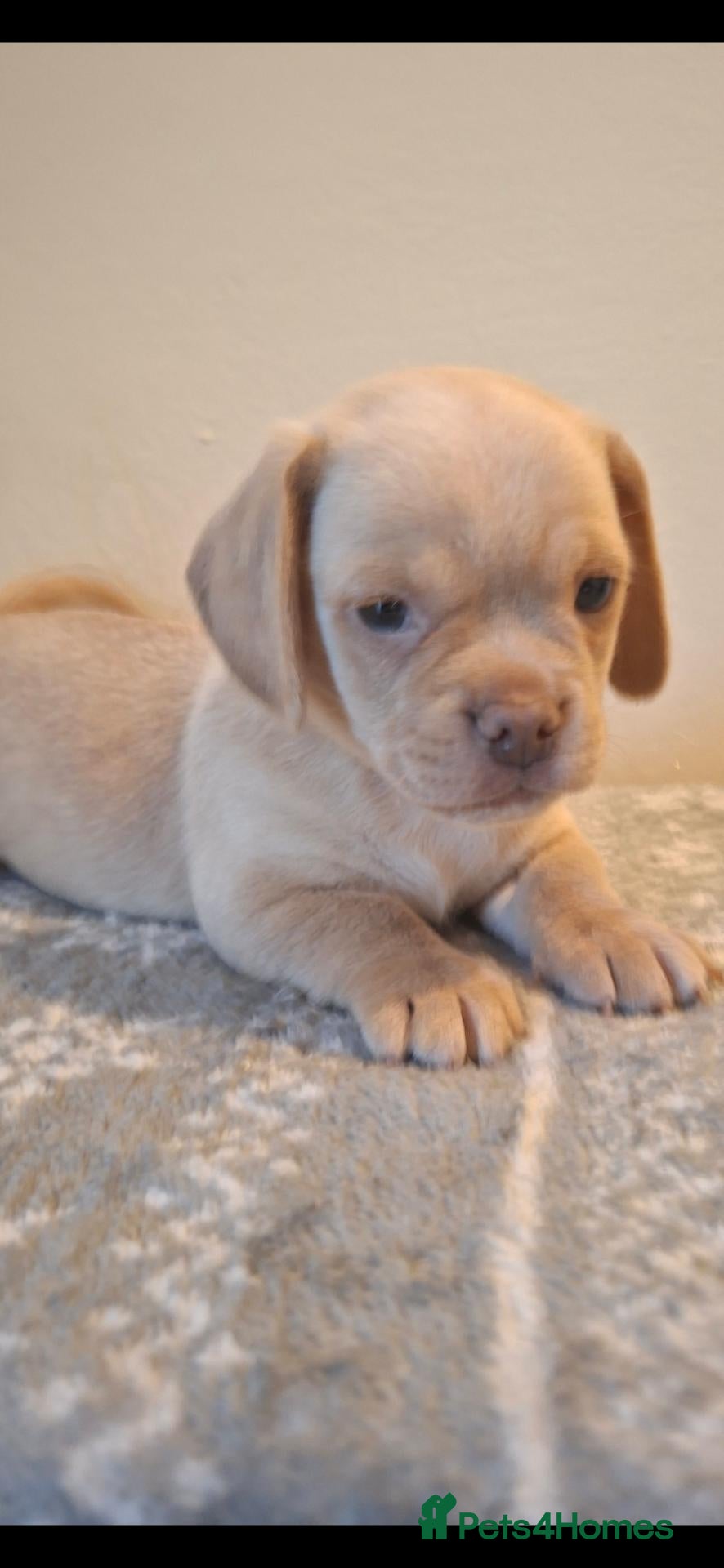 Mixed Breed dogs Pug cross miniature dachshunds - Advert 14