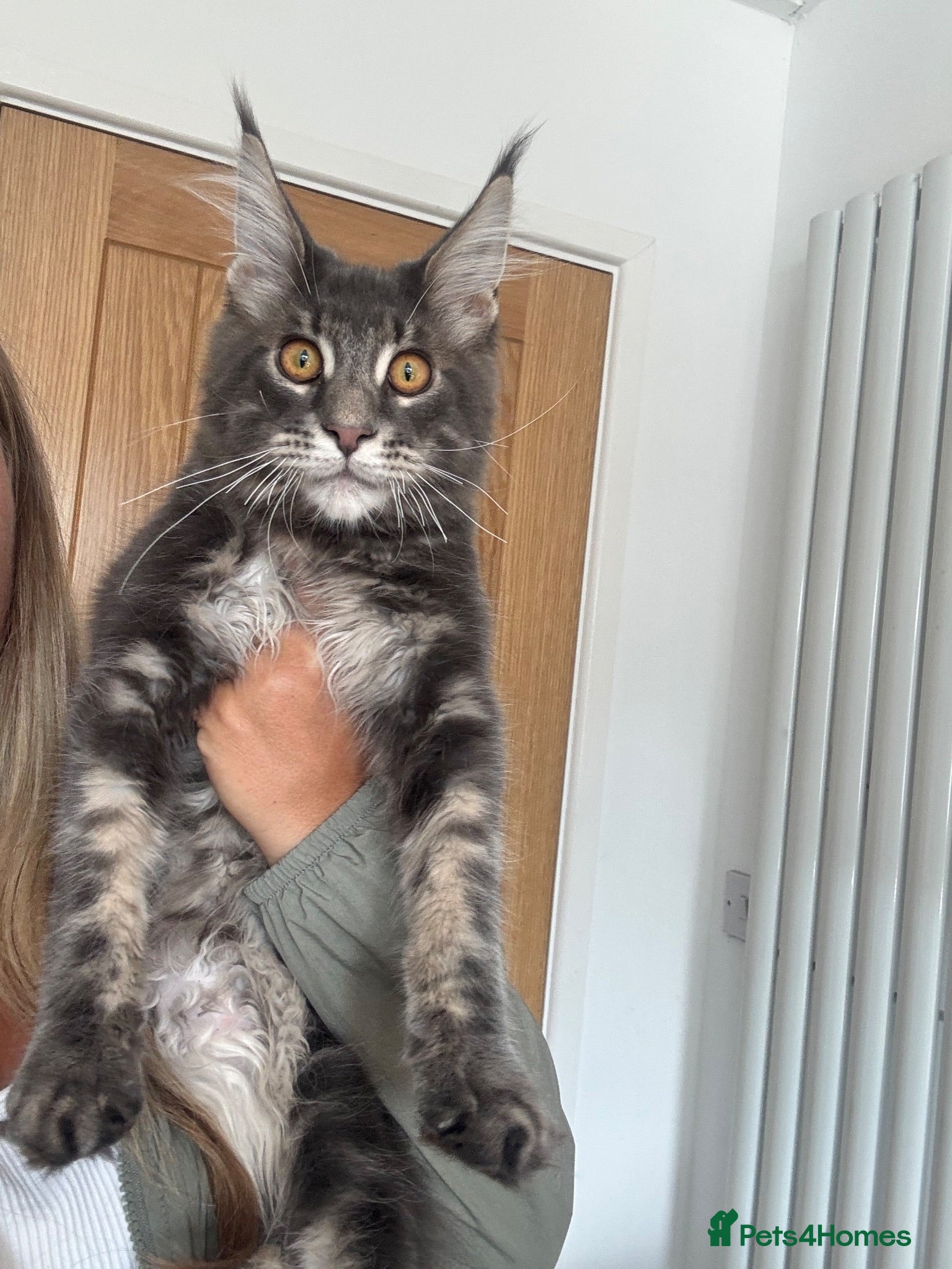 Maine Coon cats TICA reg male Maine coon reduced  - Advert 17