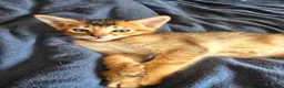 Mixed Breed cats for sale: Unique Abyssinian*Savannah Mix- Not to Miss - Advert 5
