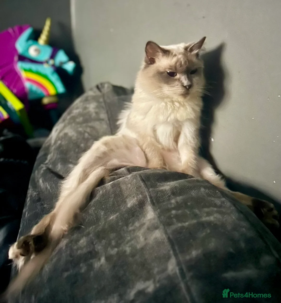 Ragdoll cats for sale: Superwoman Ragdoll - Advert 1