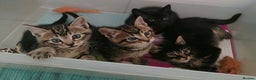 Domestic Shorthair cats for sale: 4 cute kittens :) - Advert 3