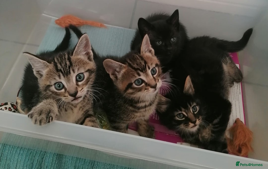 Domestic Shorthair cats for sale: 4 cute kittens :) - Advert 3