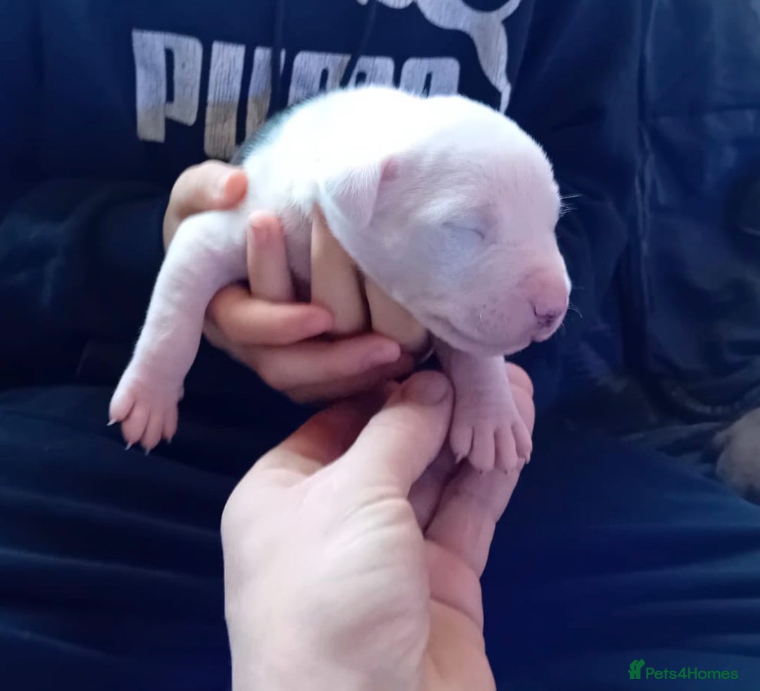 Staffordshire Bull Terrier dogs for sale: Staffordshire bull terrier pups - Advert 4