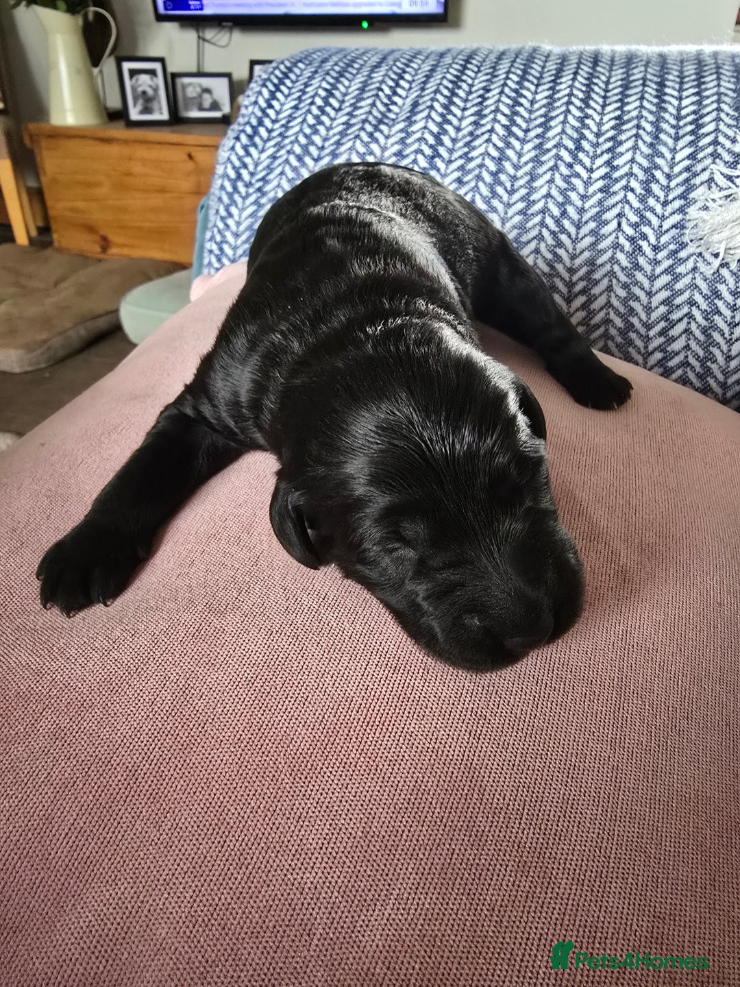 Labradoodle dogs for sale: Only one gorgeous girl left - Advert 11