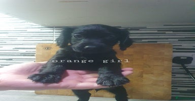 Cocker Spaniel dogs - Advert 4