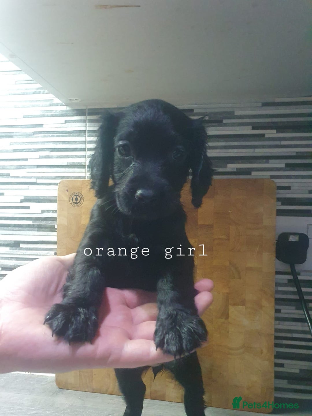 Cocker Spaniel dogs for sale: Cocker spaniel pups for sale! - Image 3
