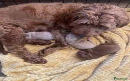 Cockapoo dogs for sale: Beautiful F2 Cockapoo Puppies PRA CLEAR  - Image 9