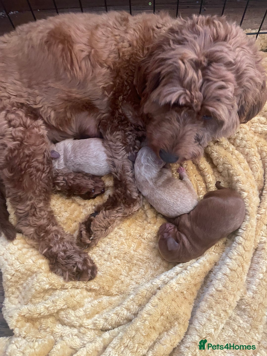 Cockapoo dogs for sale: Beautiful F2 Cockapoo Puppies PRA CLEAR  - Image 9