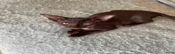 Oriental cats for sale: 2. stunning oriental kittens now available  - Advert 30
