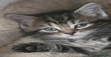 Ragdoll cats - Advert 5