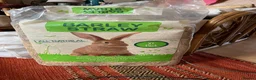 Mini Lop rabbits for sale: Rupert & Ruby – Looking for a Loving Forever Home  - Advert 8