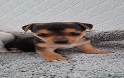 Jack Russell dogs for sale: Jack Russel puppy's  - Image 9