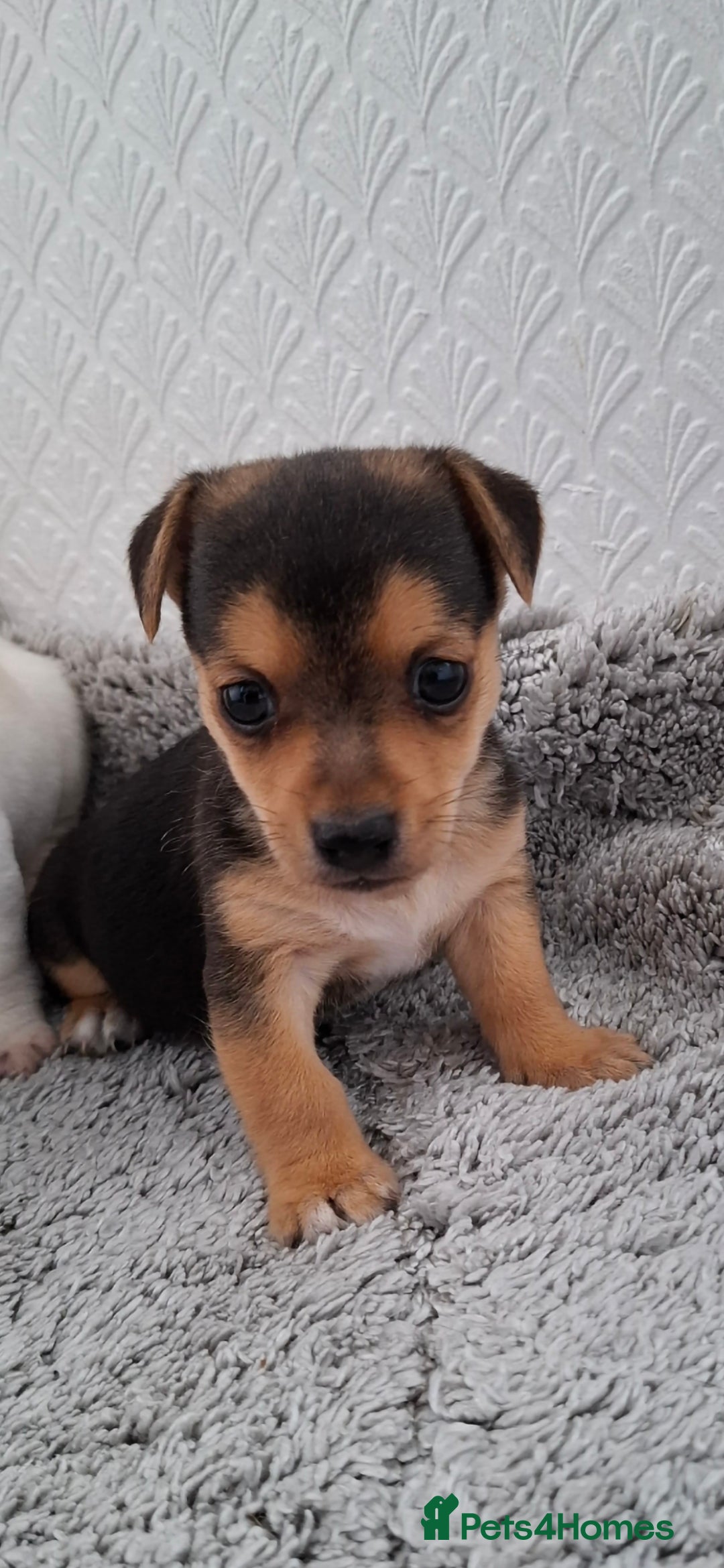 Jack Russell dogs for sale: Jack Russel puppy's  - Image 9