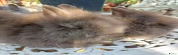 Angora rabbits for sale: PUREBRED TEDDYDWERG BABIES  - Advert 9