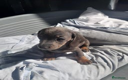Miniature Dachshund dogs for sale: 4 x miniature dachshund pups left - Image 3