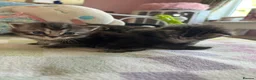 Mixed Breed cats for sale: Mainecoon/Ragdoll kittens  in Winscombe - Advert 10