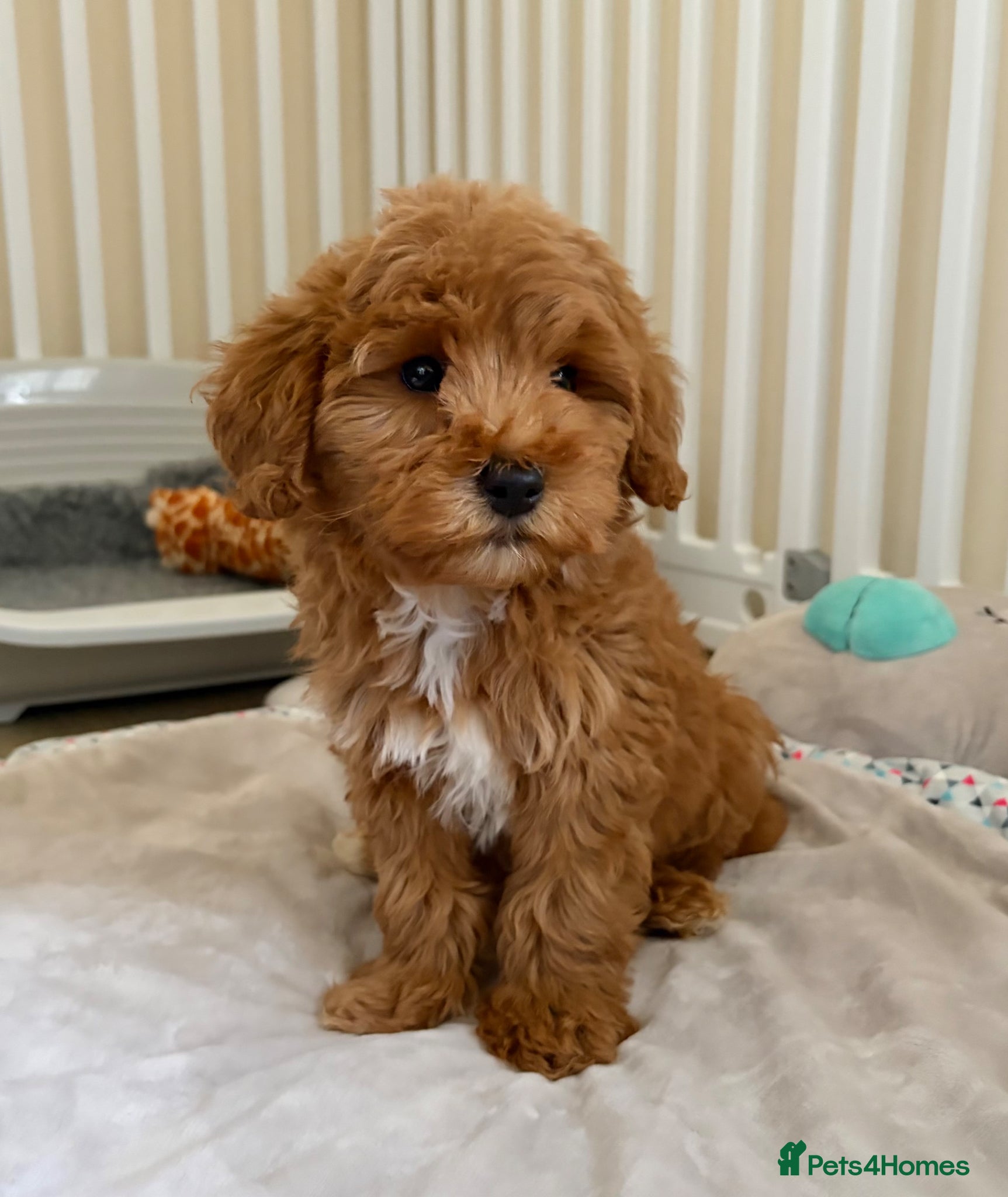 Cockapoo dogs Toy poodle/cockapoo puppies Health tested  - Advert 5