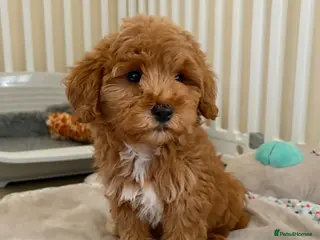 Cockapoo dogs Toy poodle/cockapoo puppies Health tested - Advert 5