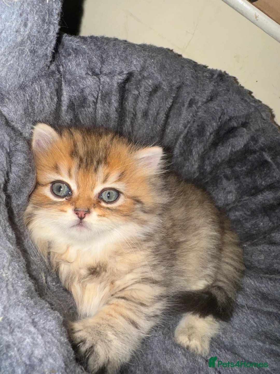 Persian cats for sale: Golden Shaded Persian 😻 - Advert 2