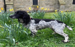 Cocker Spaniel dogs for sale: Extremely well bred KC Cocker Spaniel puppies  - Image 10