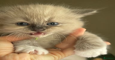 Ragdoll cats - Advert 9