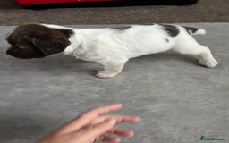 English Springer Spaniel dogs for sale: KC English springer spaniel puppies  - Image 7