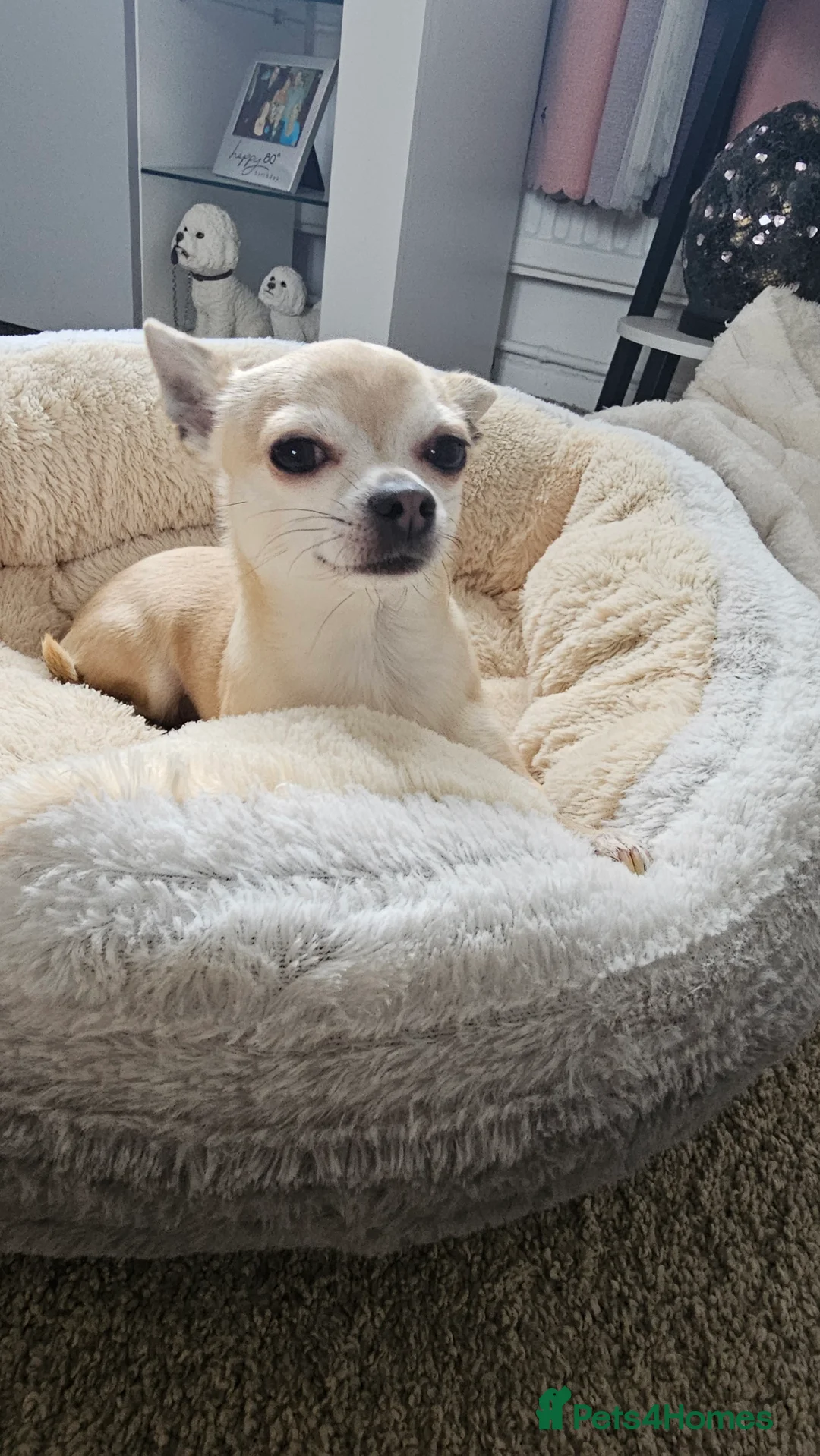 Chihuahua dogs for sale: Male teacup chihuahua (Micky) - Advert 2