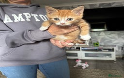 Mixed Breed cats for sale: Cute ginger females - Image 2