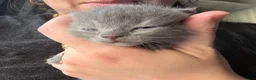 Mixed Breed cats for sale: Scottish Fold&British Shorthair  - Advert 7