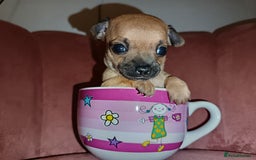 Chihuahua dogs for sale: Chihuahua girls 🩷🩷🩷 - Advert 7