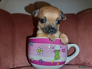 Chihuahua dogs Chihuahua girls 🩷🩷🩷 - Advert 5