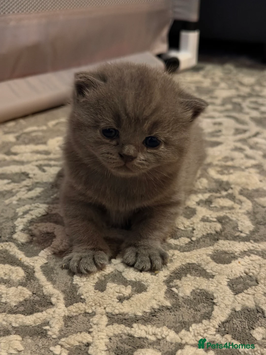 British Shorthair cats for sale: 2 beautiful British short hair kittens  in London - Advert 10