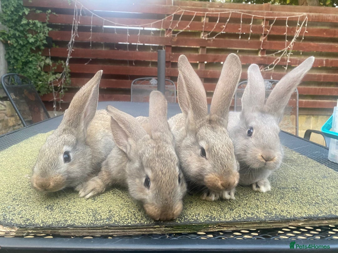 Continental Giant rabbits for sale: Baby Continental giants - Image 2