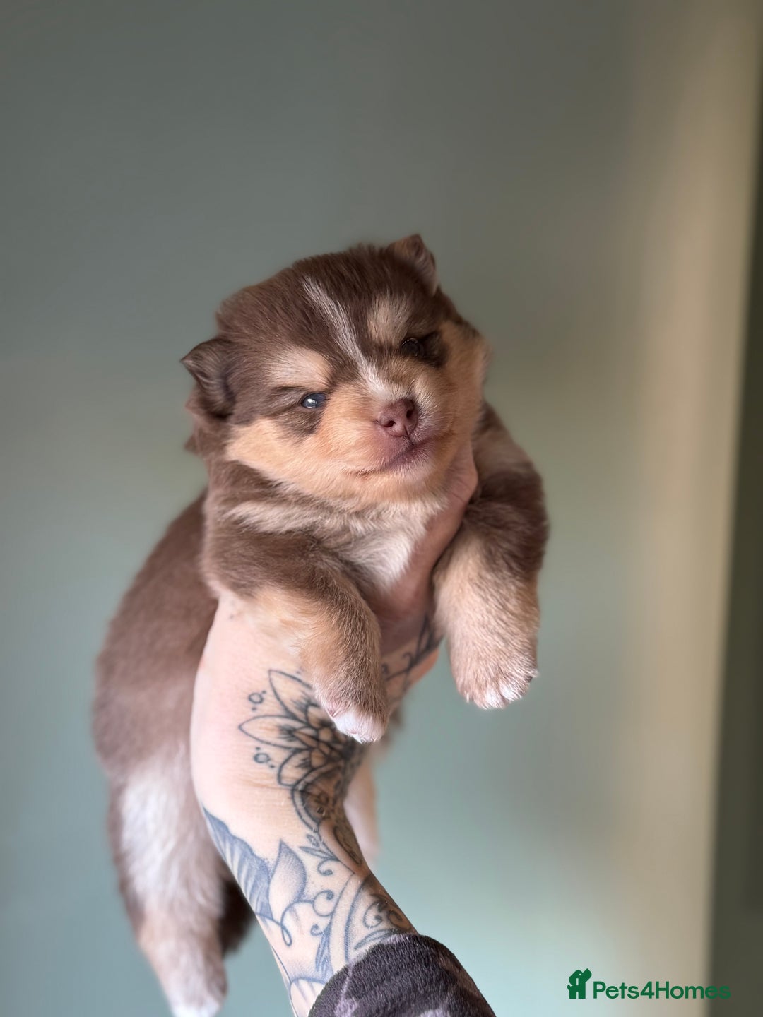 Pomsky dogs for sale: F3 Pomsky Puppies - ready in January! - Advert 12