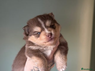 Pomsky dogs F3 Pomsky Puppies - ready 06/01/26 - Advert 5