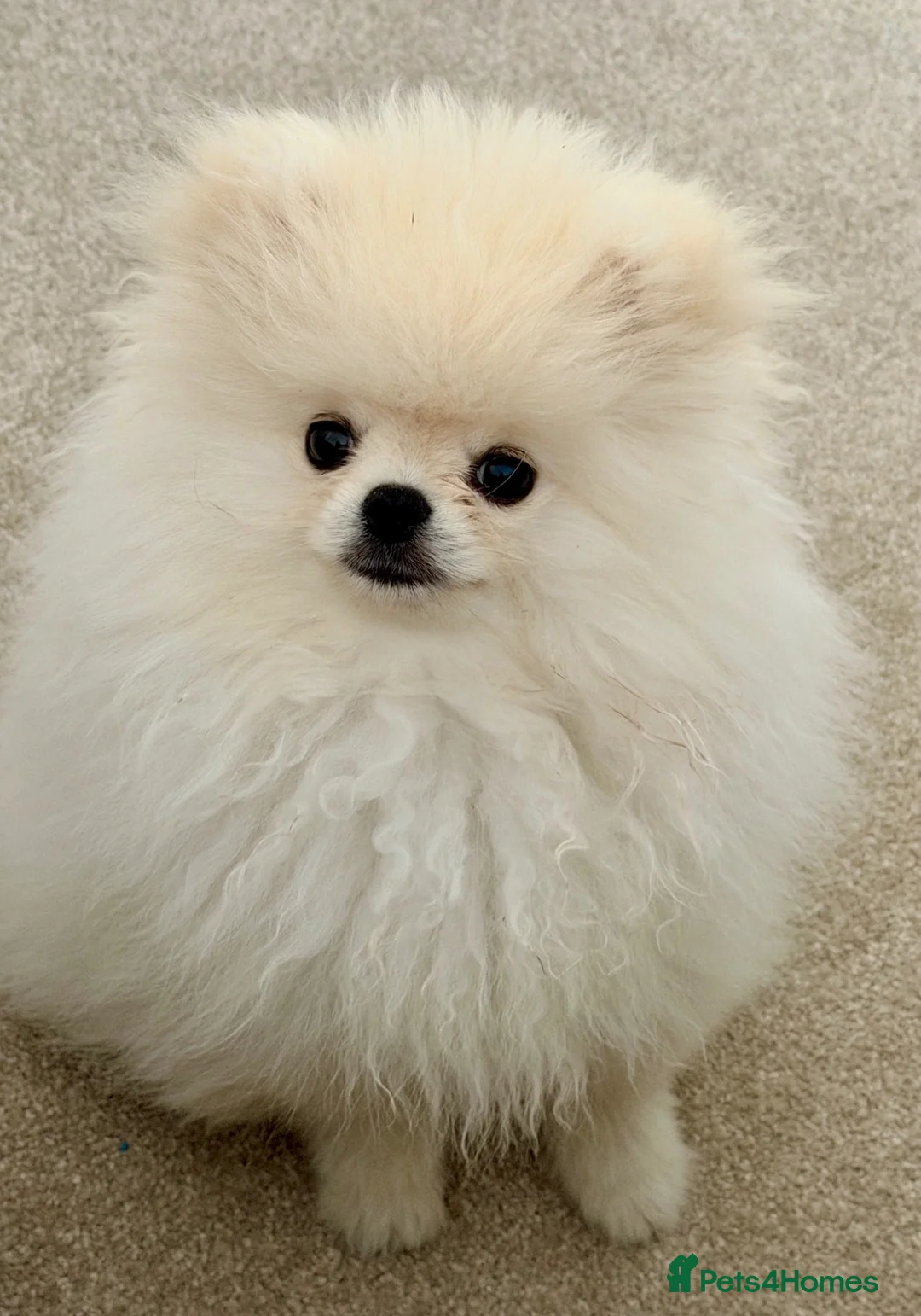 Pomeranian dogs for sale: 🌹Stunning KC white fluffy boy for a loving home🌹 - Advert 2