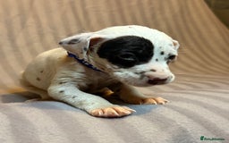 Dalmatian dogs for sale: Ready to Home Dalmatian Puppies  - Image 32