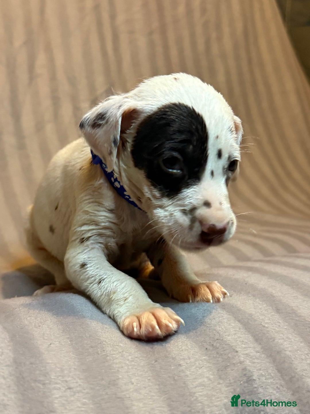 Dalmatian dogs for sale: Ready to Home Dalmatian Puppies  - Image 32