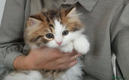Persian cats for sale: 5 long haired kittens for sale - Image 1