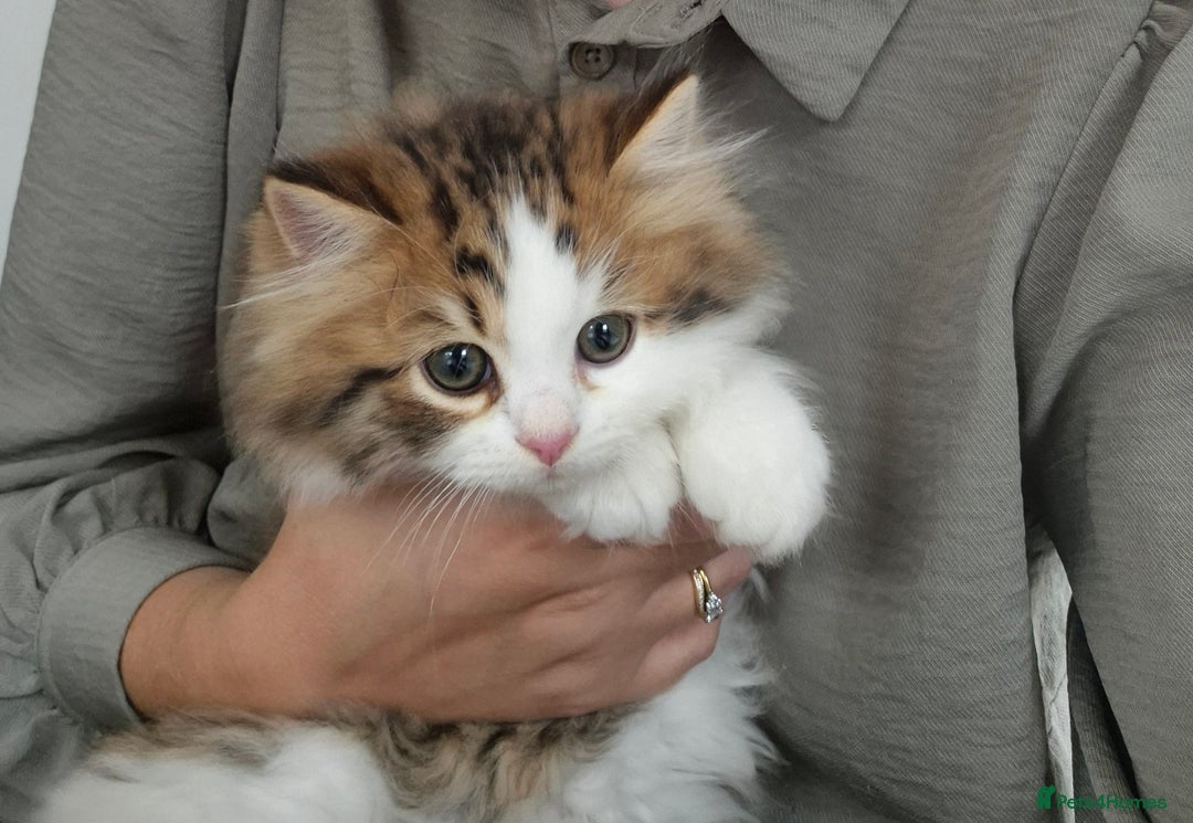 Persian cats for sale: 5 long haired kittens for sale - Image 1