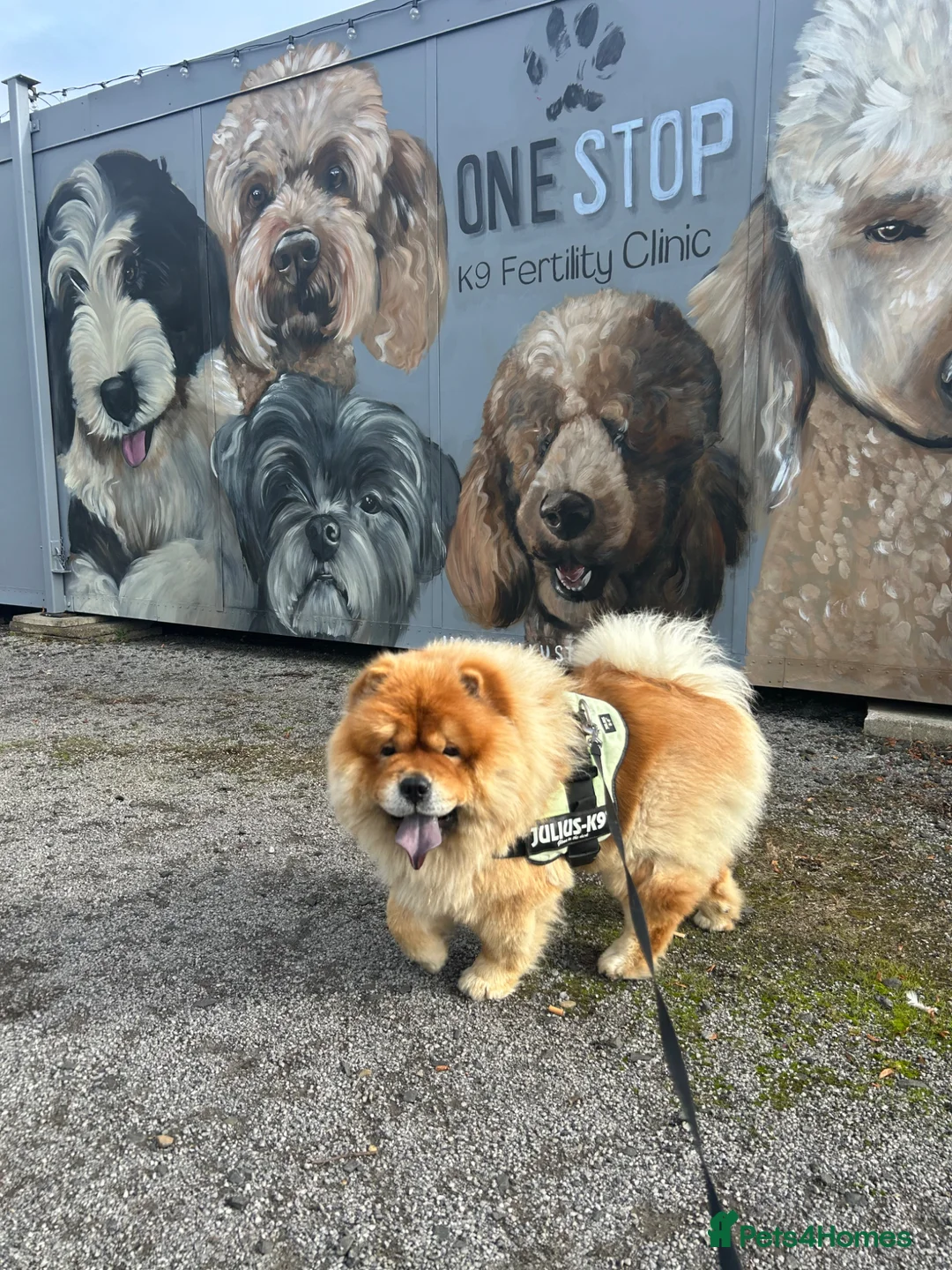 Chow Chow dogs for stud: Chow chow stud  - Advert 2