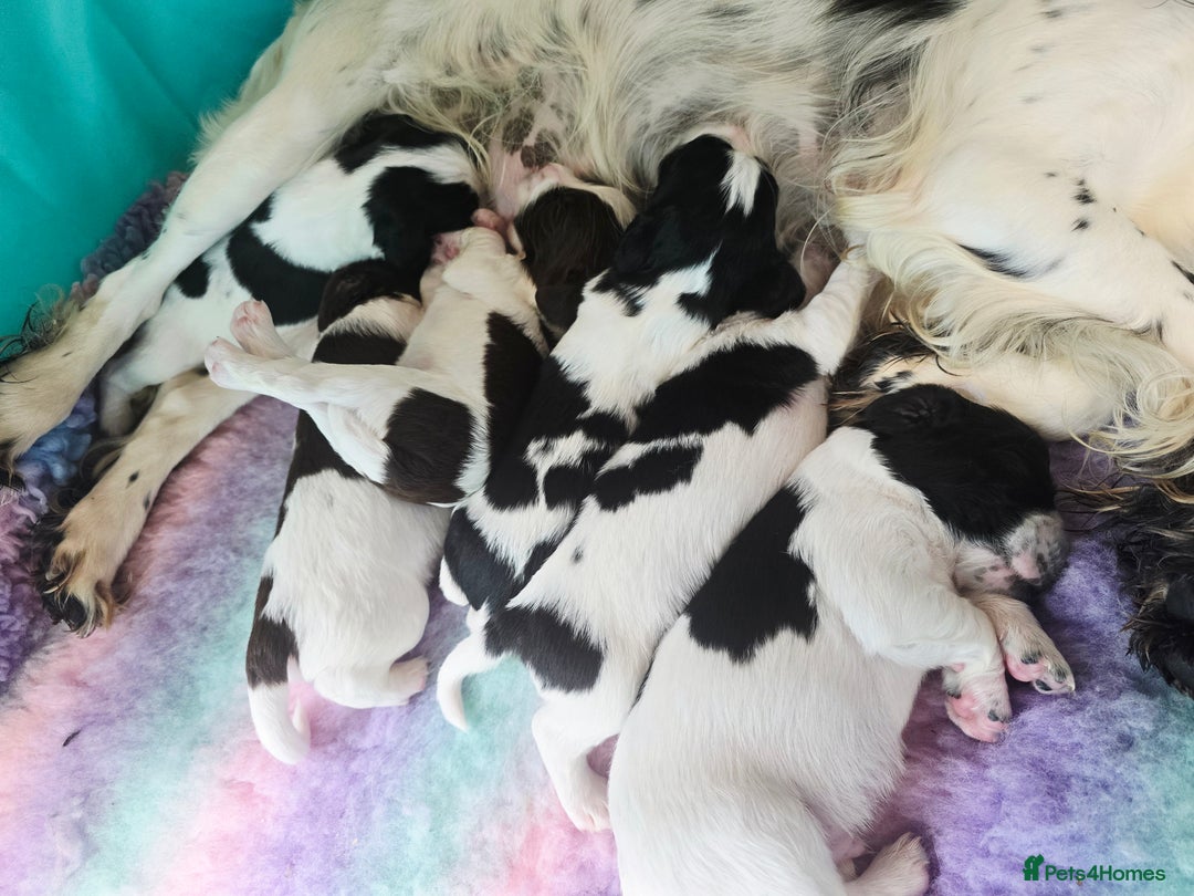English Springer Spaniel dogs for sale: ⭐️ Ready Stunning KC DNA Vetted, home Ess Pups ⭐️ - Image 24
