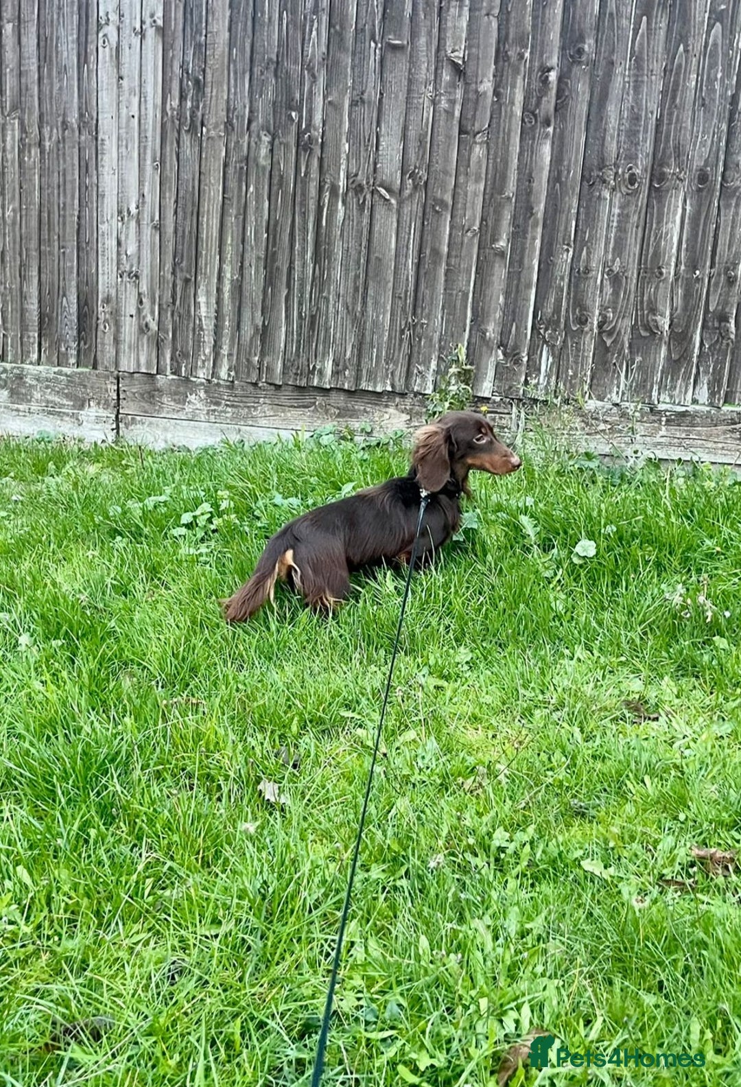 Miniature Dachshund dogs for stud: Handsome Miniature Dachshund Chocolate Stud  - Advert 5