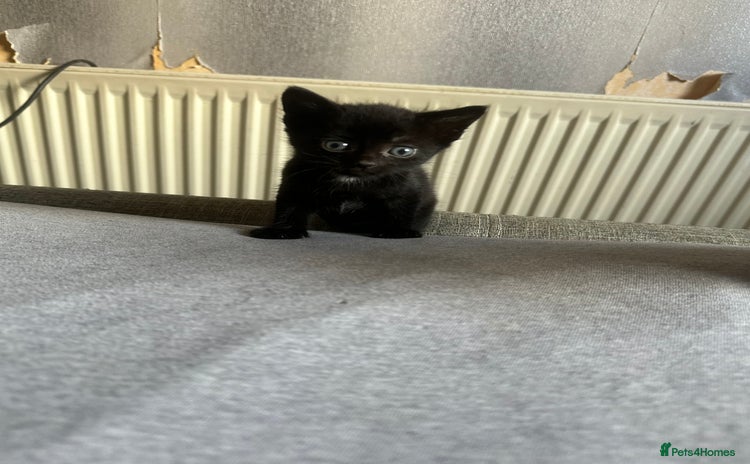 Domestic Shorthair cats - Advert 1