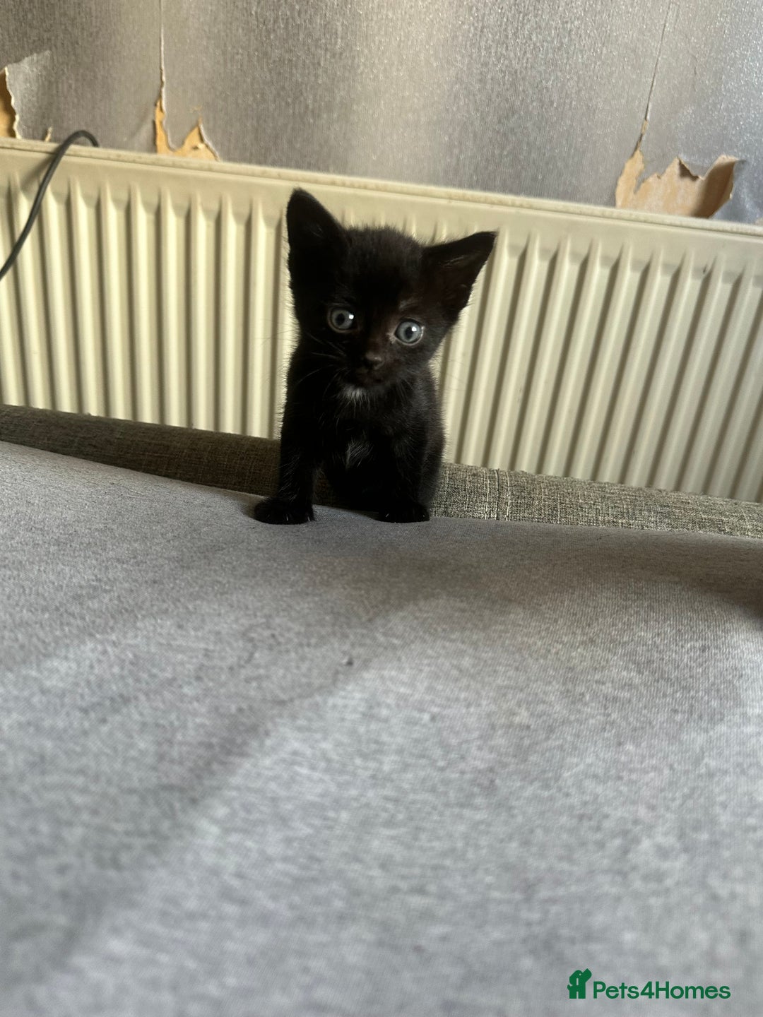 Domestic Shorthair cats for sale: 1 beautiful kittens  - Image 1