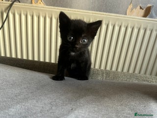 Domestic Shorthair cats - Advert 14